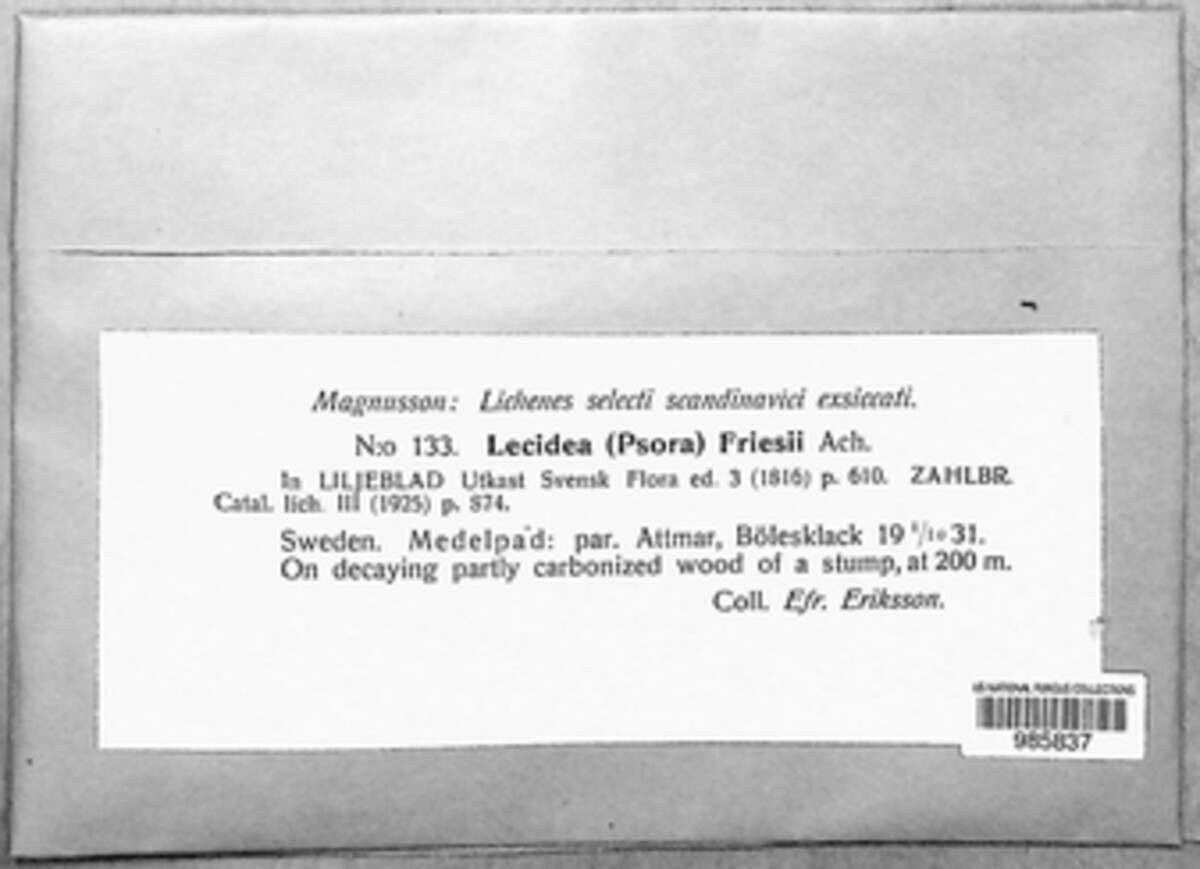 Xylopsora friesii image